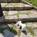 도그루밍 이미지