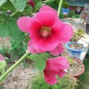 접시꽃민박 이미지