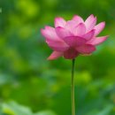 생각의소산 Daum카페