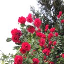 어몽독스 이미지