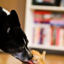 야옹이와 멍멍이 이미지