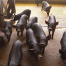 연성축산 이미지