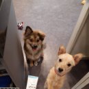 오늘도 즐겁개 이미지