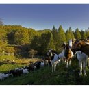 배나무목장 이미지