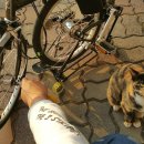 고양이이야기 이미지