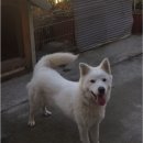 청비농장 Daum카페
