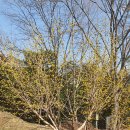 영남루 | 밀양향교 매화 개화상황 + 영남루 방문 후기(2026.03.04)