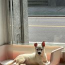 댕댕미장원 이미지