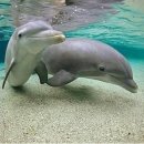 돌고래하우스 이미지