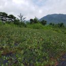 정진석농장 이미지