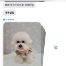 슈가펫살롱 이미지