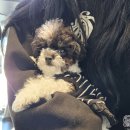 똥강아지네 | · 전포동 애견카페 똥강아지 :: 식사 가능한 부산...카페｜노키즈존이라 더 쾌적한 강아지 공간 솔직 후기