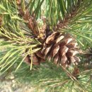 소나무병원 이미지