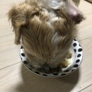 펫츠플레이트 이미지