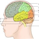 인체 중 가장 신비로운 뇌, 어떻게 생겼나? 이미지