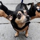 신기방기 이미지