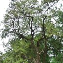 충현공원 이미지