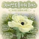 자이언트실크플라워 수업 후기｜월드컵 보며 자유롭게 완성한 아네모네