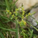 말똥비름 Sedum bulbiferum Makino 종 이미지