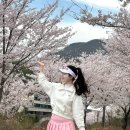 스마트당구클럽 양산점 | 🌸벚꽃 절정 봄라운드 양산 다이아몬드CC: 노스케이프 코스에서 즐기는 벚꽃라운딩