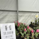 [원주 관설동 화원] “초록나라식물원” 원주 감각적인 식물 인테리어 식물원 방문 후기!
