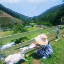 한길목장 | 경남 남해 가볼만한곳 독일마을 오션뷰 숙소 추천 7월 먹거리 체험 남해 가족 펜션 연박 할인까지 9...