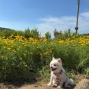 [원주 가볼만한곳🌺] 용수골 꽃양귀비축제 후기! 강아지와 함께 즐긴 꽃천국