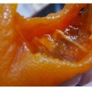 가마실 농장