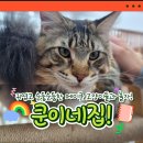 쿤이네집 | 순둥순둥한 메이쿤 고양이들과 신나게 놀자! 안산 데이트 코스로 좋은 고양이카페 쿤이네집 방문 후기