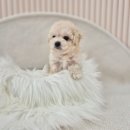 내가품은Dog