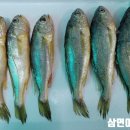 삼면이바다since1991 이미지