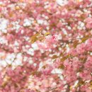 사천견생 이미지