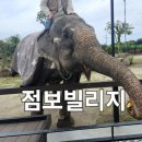 점보빌리지 제주투어패스로 다녀온 후기 &amp;꿀팁 &amp;주의 사항