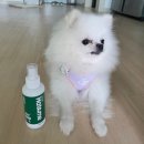 강아지진드기퇴치제 추천! 바잇미 헤잇미 플러스 120ml 사용후기