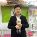 대구강아지분양 스타멍스 : 포메라니안 분양후기