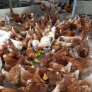 꿈의농장 이미지