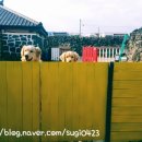 정이네뜰 이미지