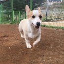 노블레스 독 이미지