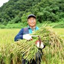 소수면 허연규 씨,﻿괴산군 친환경 첫 벼 베기로 햅쌀 출하 이미지