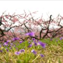 복사꽃피는마을 이미지