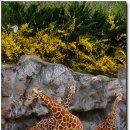 오-월드 이미지