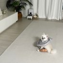 안동동물의료센터 이미지