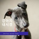 24시폴동물병원 | 강아지 내시경 (분당 24시 폴 동물 병원)