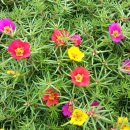 채송화농장 이미지