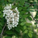 경화여인숙 이미지