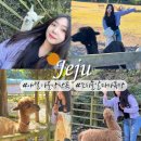 더불어목장 | 제주 애월 가볼만한곳 동물 이색 체험 아이랑 가기 좋은 도치돌알파카목장