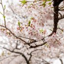 경희대학교 | 수원 용인 벚꽃 명소 경희대학교 국제캠퍼스 벚꽃 엔딩 후기