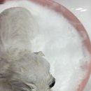 펫마켓 서구점 이미지