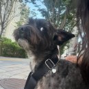 답십리26 | 답십리 애견유치원 옐레드 무료체험 후기!