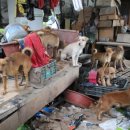 달봉이네 이미지